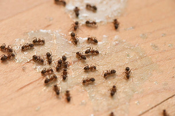 Pest Prevention Services in Indian Shores, FL