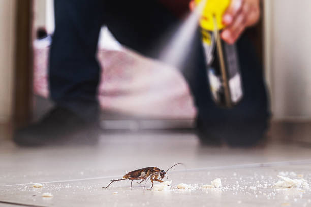 Best Mosquito Control Services  in Indian Shores, FL
